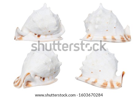 Sea Shell isolated on white background