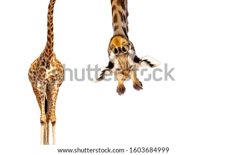 Giraffe with long head look upside down on white Royalty-Free Stock Photo #1603684999