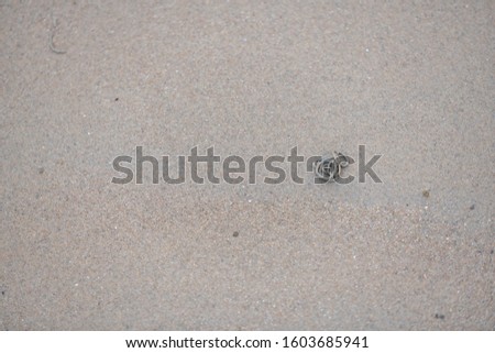 Lugworms  dig through the sandy beach on the coast