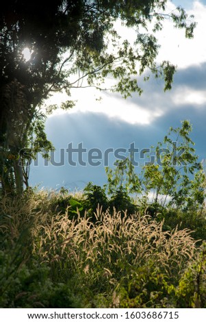 Silhouette of grass flower and trees on sunset background.