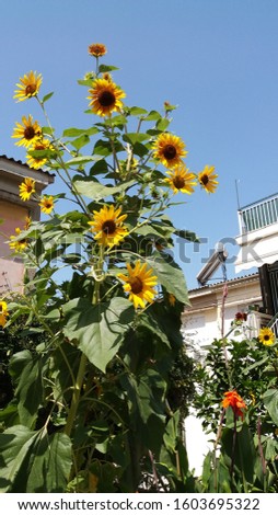 Beautiful sunflowers into my garden