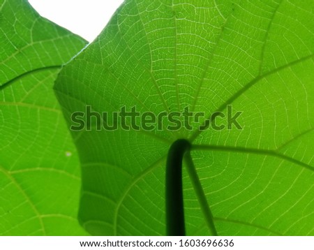 Nature green leaf half focused closeup
