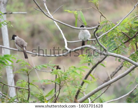 world biodiversity day concept. sooty-headed bulbul bird on tree, nature photo object         