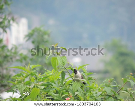 world biodiversity day concept. sooty - headed bulbul bird on the bushes, nature photo object         