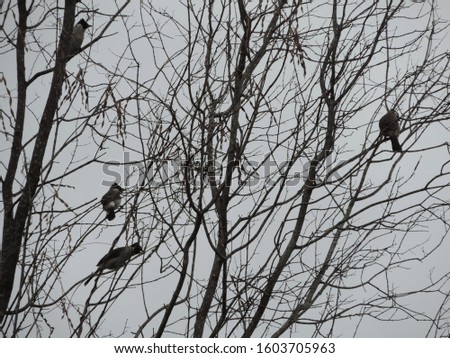 world biodiversity day concept. sooty - headed bulbul birds perch on tree, nature photo object          
