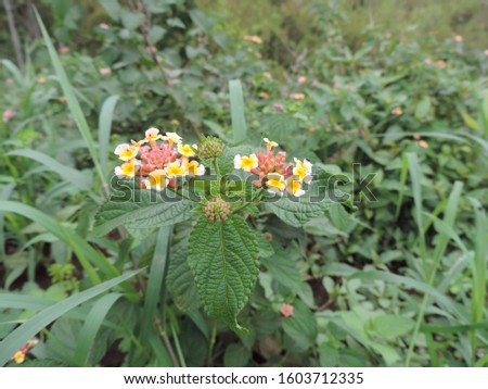 flower and green leaves as the background, nature photo object          