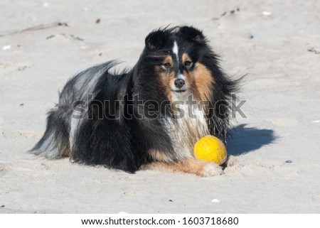 Cute funny sable black and white tricolor shetland sheepdogs, sheltie lies on a sandy beach on a sunny summer day. Small black collie, little collie plays with yellow ball with funny face