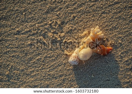 corals and shells lying on white sand beach, salvage corals, underwater life in the maldives