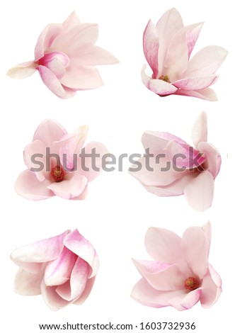 A magnolia flower isolated white background