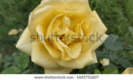 Yellow Hybrid Tea Rose Blossoming Flowers