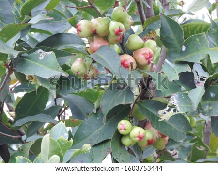 water apple fruit on tree, nature photo object         