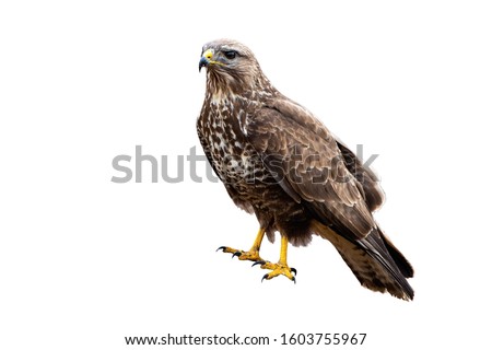 Common buzzard, buteo buteo, a powerful bird of prey sitting and looking in nature isolated on white background. Wild animal observing from a lookout cut out on blank. Royalty-Free Stock Photo #1603755967