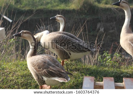 Picture of Ducks in Bangladesh