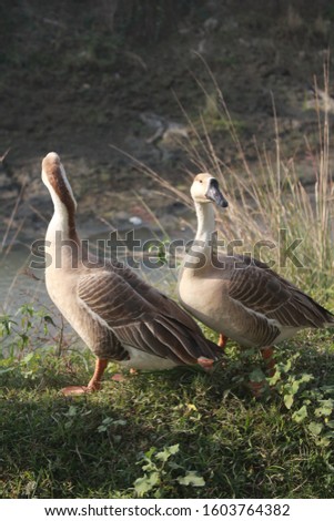 Picture of Ducks in Bangladesh
