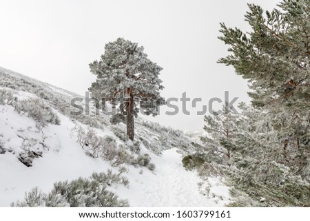 Snow-covered trees in the mountains of Guadarrama in Madrid, Spain