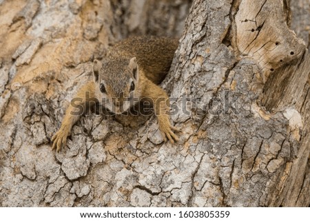 Squirrel at a Nature Reserve in South Africa
