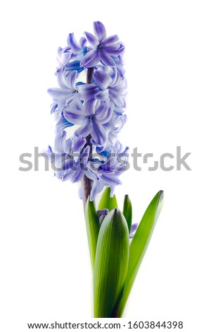 Blue hyacinth flower isolated on a white background. Close up of a beautiful blue hyacinth flower. Blue hyacinth on a white background. The first spring flower is blue hyacinth. Royalty-Free Stock Photo #1603844398