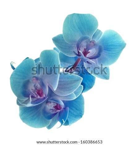 Cyan color orchid Royalty-Free Stock Photo #160386653
