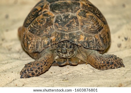 Central Asian steppe turtle on the sand.