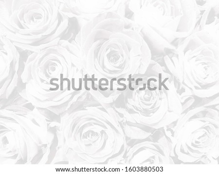 White rose background in blur style