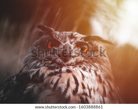 Eurasian eagle-owl (Bubo Bubo) by colorful autumn sunset. Eurasian eagle owl portrait. Owl by sunset.