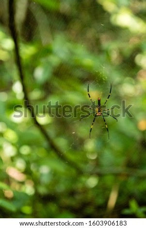Yellow Spider in the Jungle of Cat Ba, Vietnam