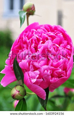 Pink peony on a green background. Blooming peony in the garden. Beautiful pink flower in green leaves. Copy space