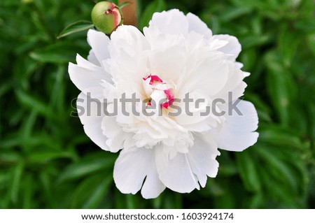 Peony flower. White peony flowers bloom in the garden. Multicolor peonies macro closeup background. Spring flowers.