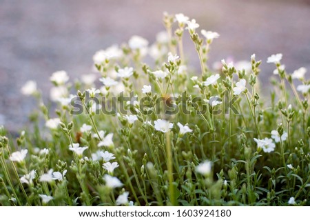 Little white spring flowers in the field on a beautiful background. Soft focus. Floral texture.