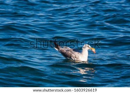 The seagull sits on the sea surface and has a piece of fish in its beak.