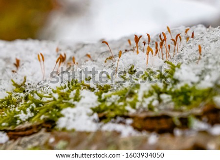 Lichen on the tree bark winter season with snow 