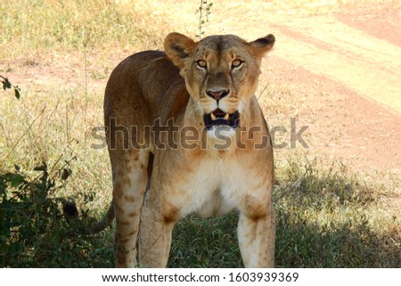 female lion at lake nakuru, kenya