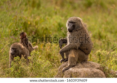 The olive baboon (Papio anubis), also called the Anubis baboon, is a member of the family Cercopithecidae (Old World monkeys). Baboon on Kenya.