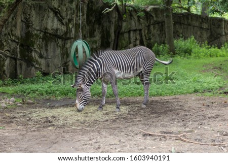 Zebra grazing through hay left on ground in pen at an urban zoo on a clear day