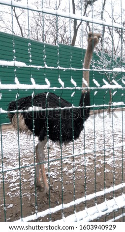Scenic landscape with little zoo on a frozen winter day. Ostrich looks at people.