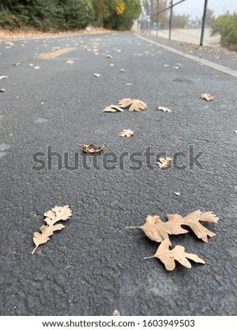 Brown leaves scattered across a road