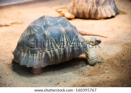 Turtle walking slowly across the field