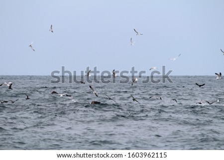 waterfowl feast in a morning along the coasts of Ixtapa.