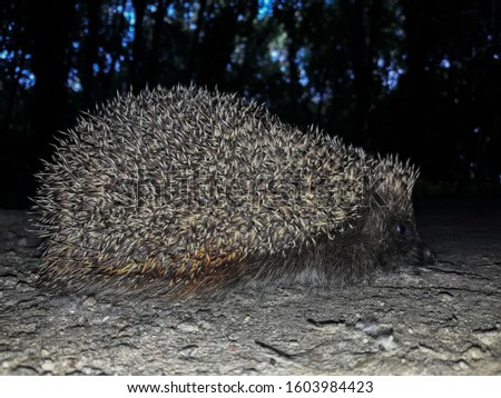 Cute hedgehog close up in detail