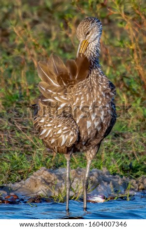 Limpkin preening his beautiful brown and white fethers
