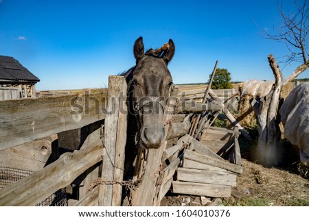 Village horse in a wooden corral