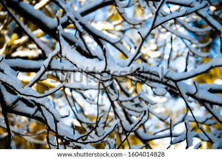 Frozen trees branches with snow