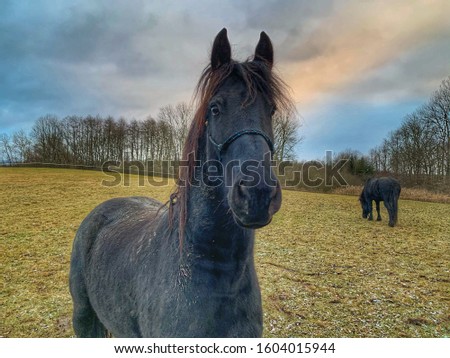 horse in the meadow, in the background the second horse eats grass