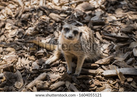 Picture of a young meerkat Suricata in Lisbon zoo looking at the camera