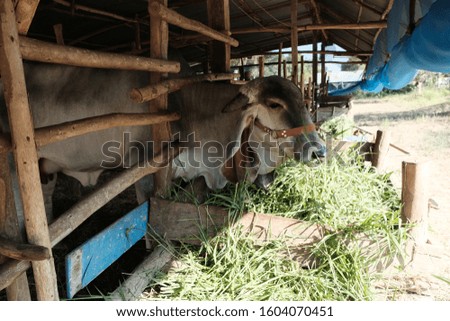 a picture of a cow eating grass