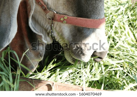 a picture of a cow eating grass