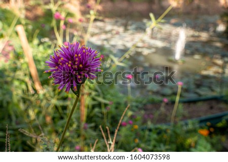 Purple flowers in the garden, blurry background