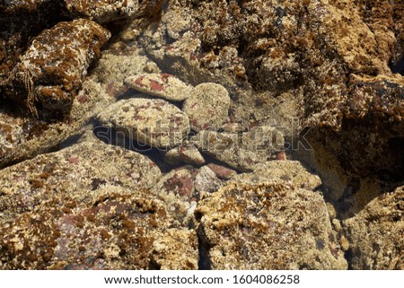                            CORAL OCEAN REEF TEXTURED ROCKS    