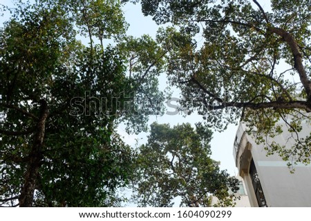 Selective focus of tree covering Ho Chi Minh City sky.