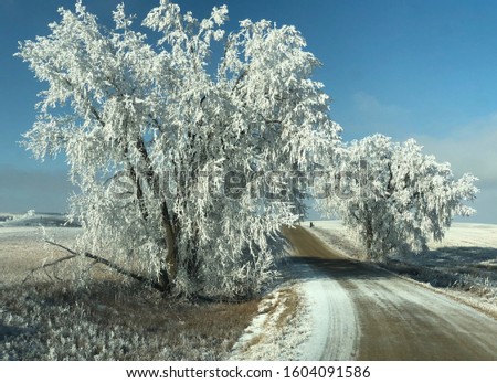 Beautiful morning shot of a dirt road with trees covered in ice from frozen fog in North Dakota